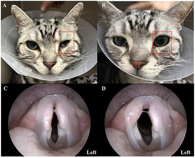 Case report: Villaret's syndrome caused by middle ear adenocarcinoma in a cat